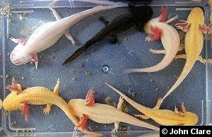 Assorted Axolotls