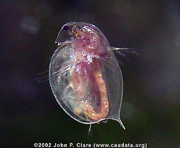 Daphnia magna